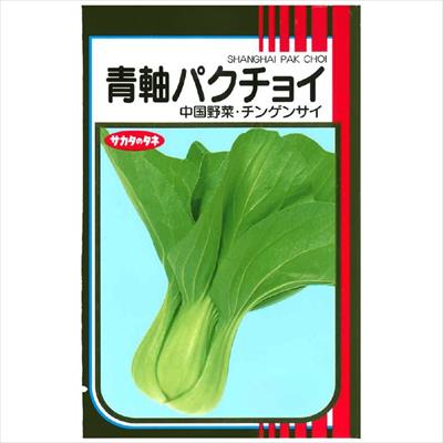 パクチョイ　 青軸パクチョイ