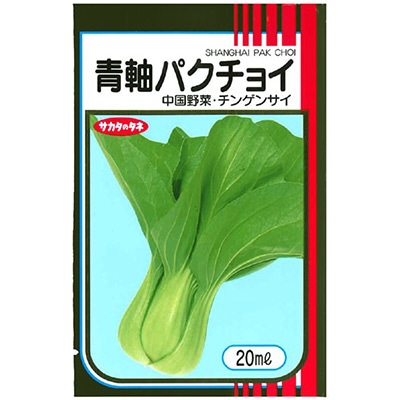 パクチョイ　 青軸パクチョイ