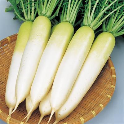 ダイコン 冬自慢