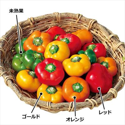 フルーツパプリカ セニョリータ(R)オレンジ