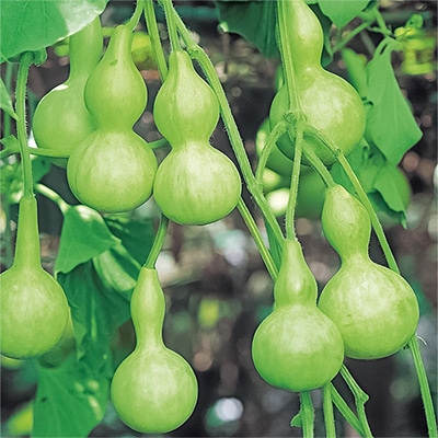 ヒョウタン 千成ひょうたん