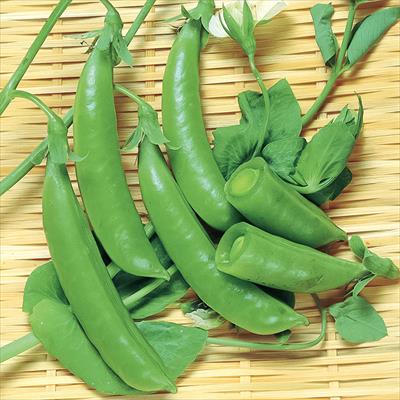 つるありエンドウ スナック