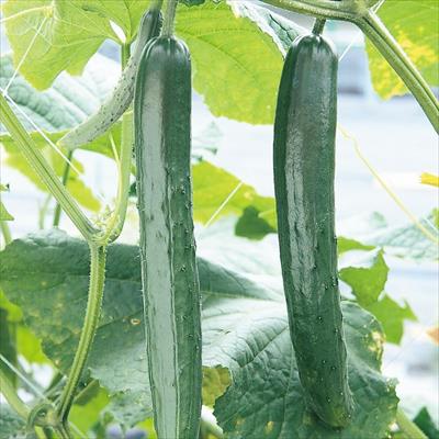 おうち野菜(R) キュウリ 夏バテ知らず 自根苗
