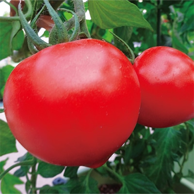 おうち野菜（R） 大玉トマト つよまる(R) 自根苗