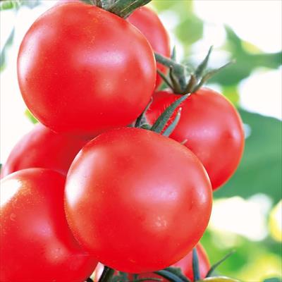 おうち野菜（R） 中玉トマト 夏てまり(R) 自根苗
