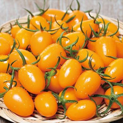 ミニトマト オレンジアイコ 接木苗
