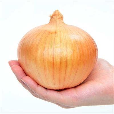 セル苗 タマネギ アイドルももえ（R）