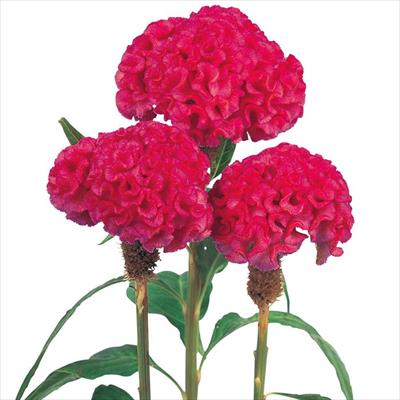 久留米けいとう  切り花用 アーリーローズ