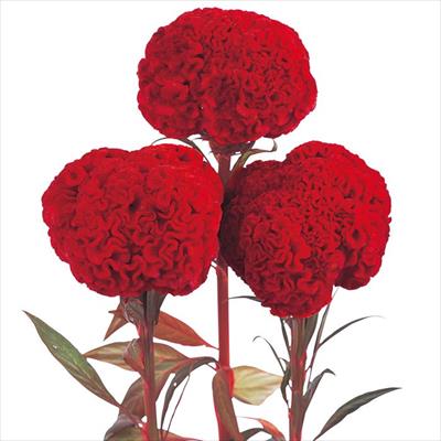 ケイトウ 周防