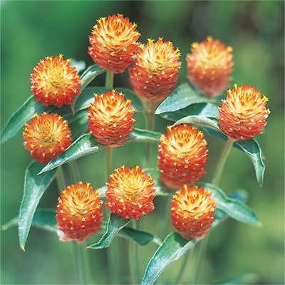 黄花千日紅