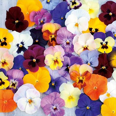 ビオラ 百花繚乱ももか(R) 混合