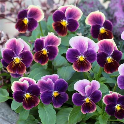 ビオラ 百花繚乱ももか(R) あんみつももか