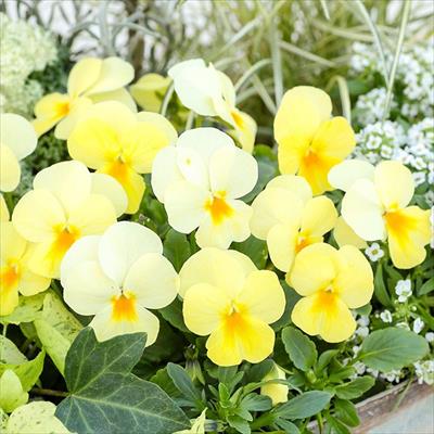 ビオラ 百花繚乱ももか(R) ひよこももか