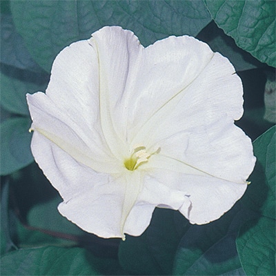 白花夕顔