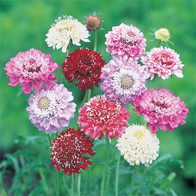 スカビオサ（西洋松虫草） 切り花用混合