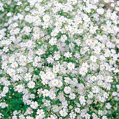 かすみ草 コベントガーデンマーケット