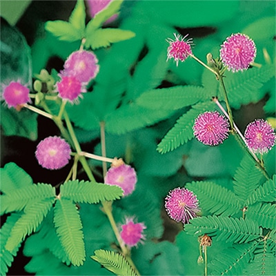 おじぎ草