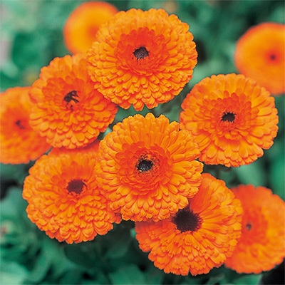 カレンジュラ（金せん花） 切り花用 さなだ芯黒