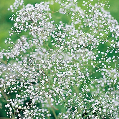宿根かすみ草 八重咲き