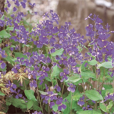 紫花菜