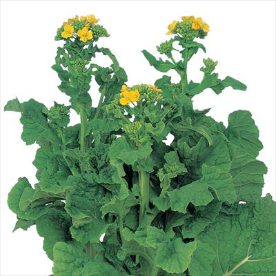 ハナナ 栄華
