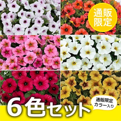 ペチュニア ビューティカル（R）限定カラー入りセット