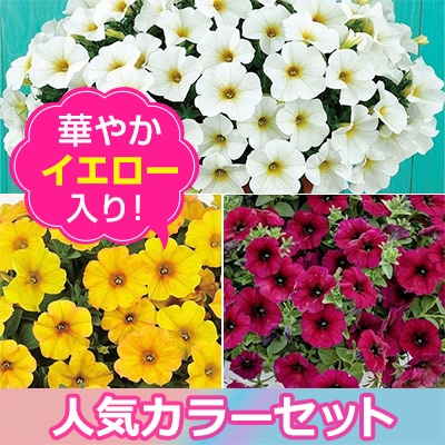 ペチュニア ビューティカル（R） 3色Aセット