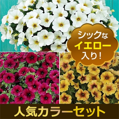 ペチュニア ビューティカル（R）3色Bセット