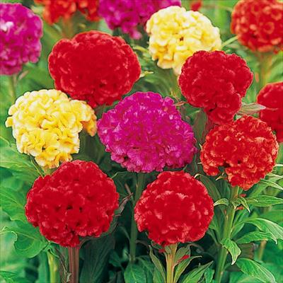 セルトップ(R)苗 5月お届け 久留米けいとう 切り花用 混合