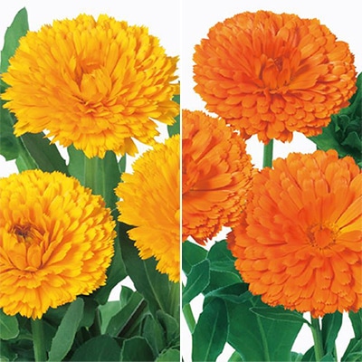 連結パック苗 キンセンカ 切り花向き ２種セット
