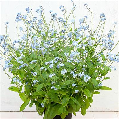 春待ち(R)苗 わすれな草