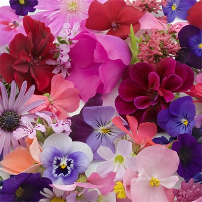 春の草花苗 お楽しみセット