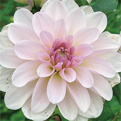 ダリア 花水木