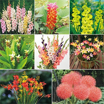 人気の春植え球根 福袋