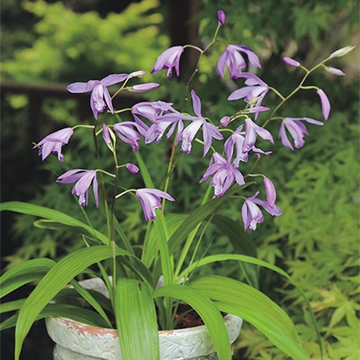 紫ラン 青花