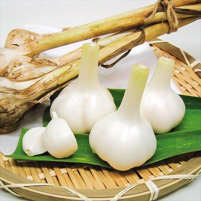 ニンニク 平戸