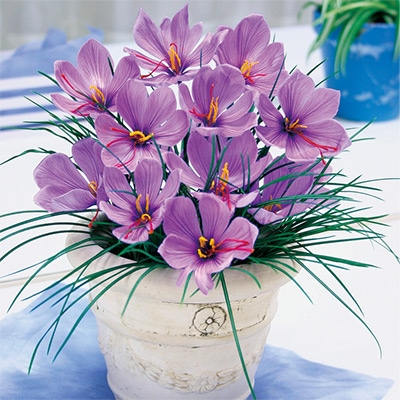 サフラン大球（球周約11cm）