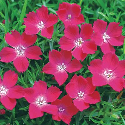 ナデシコ 花はなスカーレット