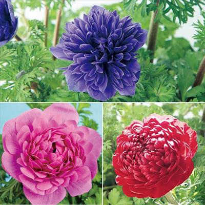 アネモネ 凜々花 3種セット