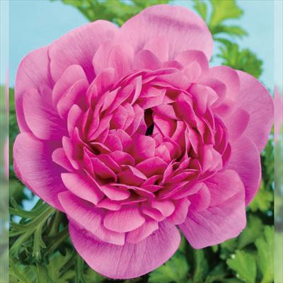 アネモネ 凜々花 オーキッド系