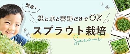 スプラウト栽培