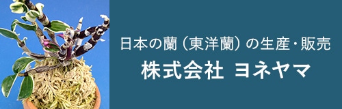 株式会社ヨネヤマ