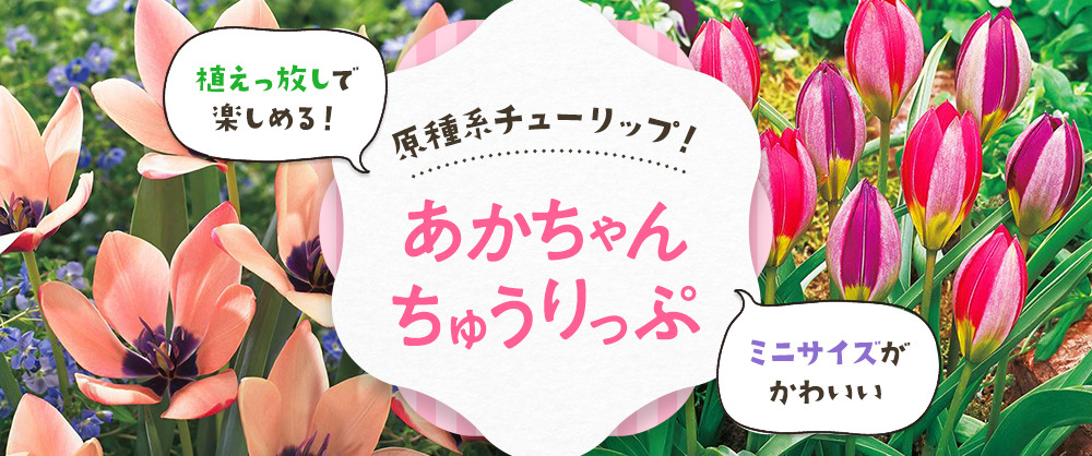 植えっ放しで楽しめる！ミニサイズがかわいい原種系チューリップ！「あかちゃんちゅうりっぷ」