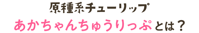 原種系チューリップ（あかちゃんちゅうりっぷ）とは？