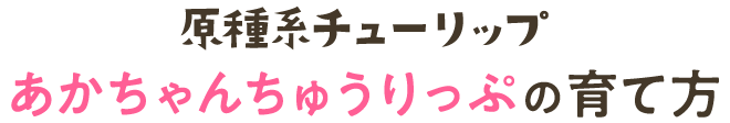 原種系チューリップ（あかちゃんちゅうりっぷ）の育て方
