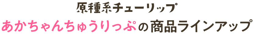 原種系チューリップ（あかちゃんちゅうりっぷ）の商品ラインアップ