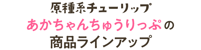 原種系チューリップ（あかちゃんちゅうりっぷ）の商品ラインアップ