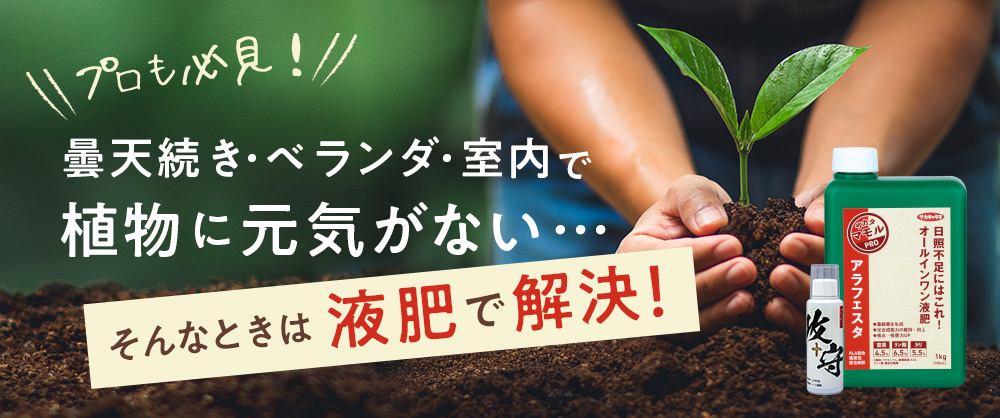 プロも必見！曇天続き・ベランダ・室内で植物に元気がない…そんなときは液肥で解決！