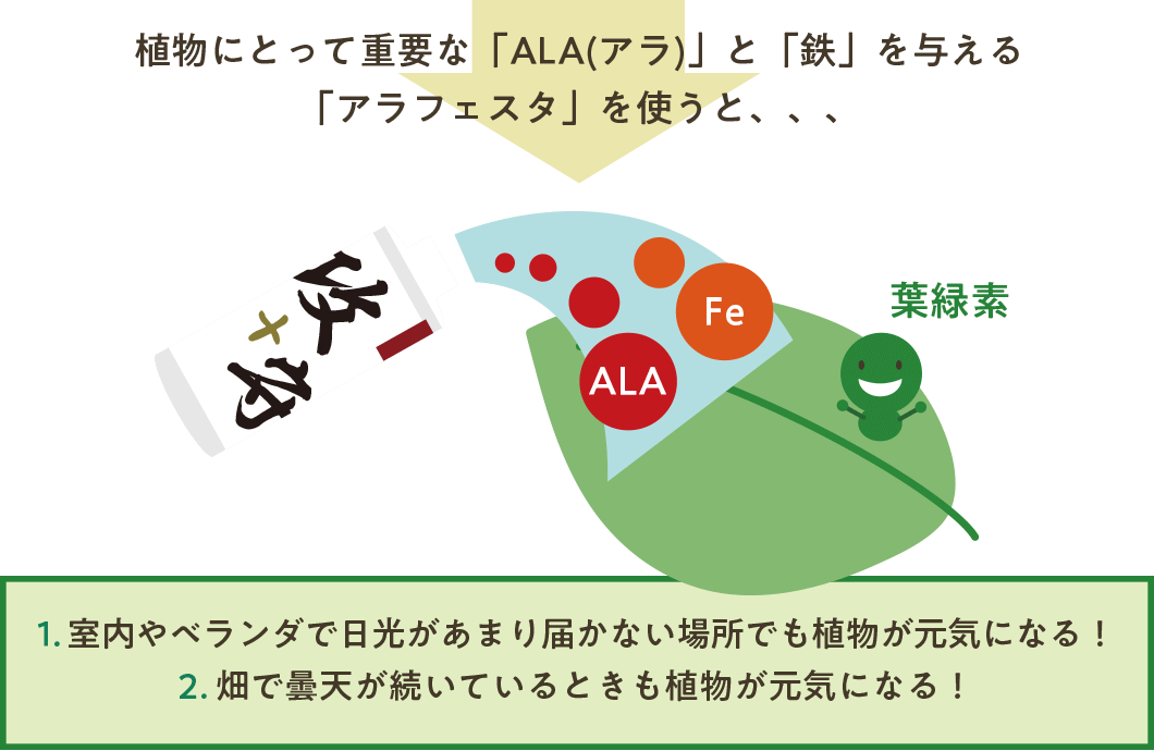 植物にとって重要な「ALA（アラ）」と「鉄」を与える「アラフェスタ」を使うと、、、　1.室内やベランダで日光があまり届かない場所でも植物が元気になる！　2.畑で曇天が続いているときも植物が元気になる！