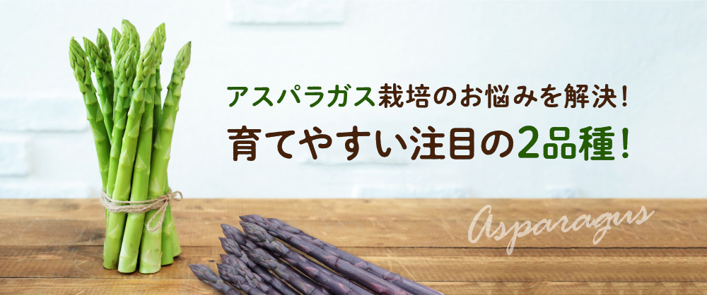 アスパラガス栽培のお悩みを解決！育てやすい注目の2品種！